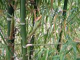 Bamboo Gaudua